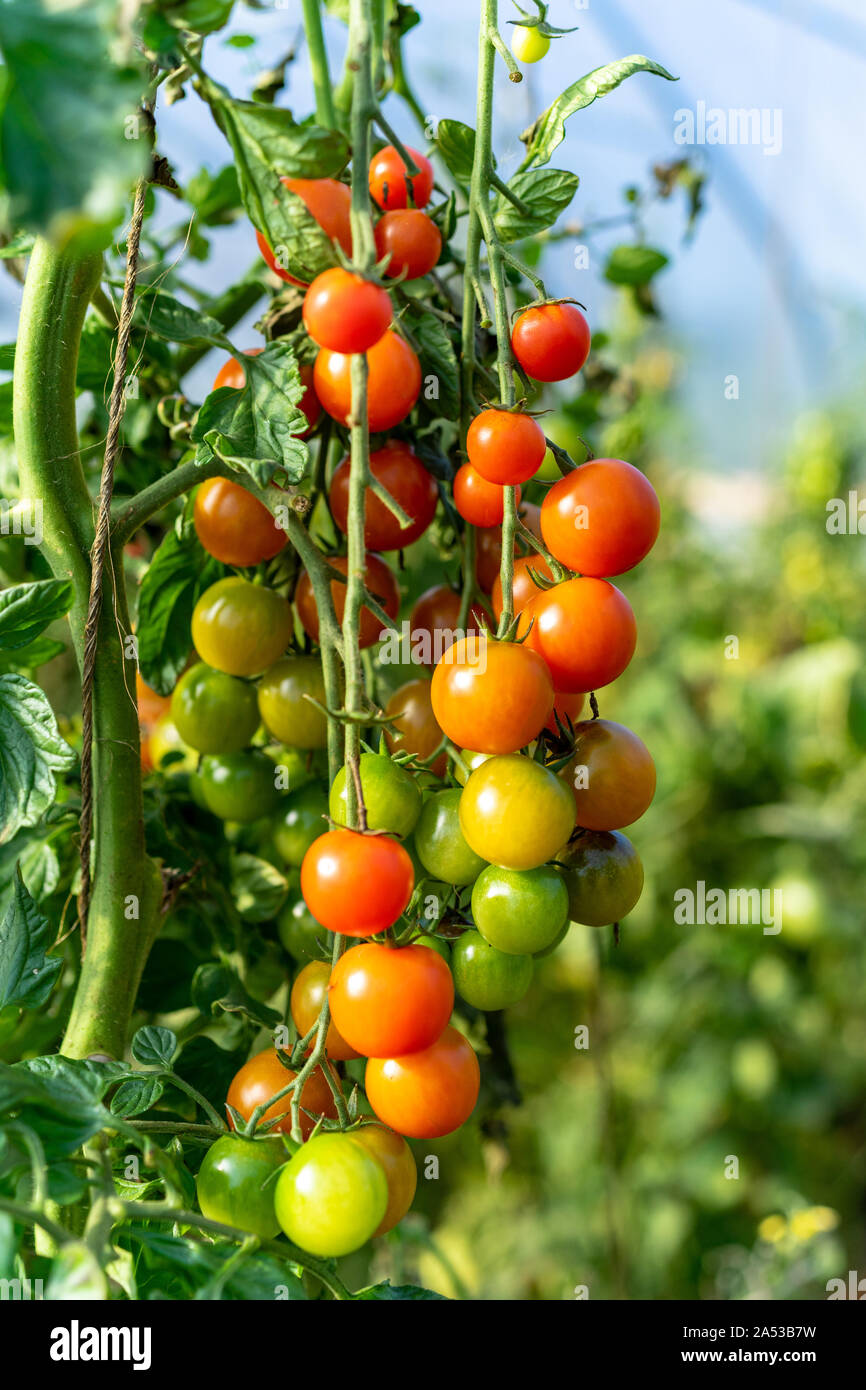 Heirloom colorés mûrs tomates biologiques sur la vigne Banque D'Images