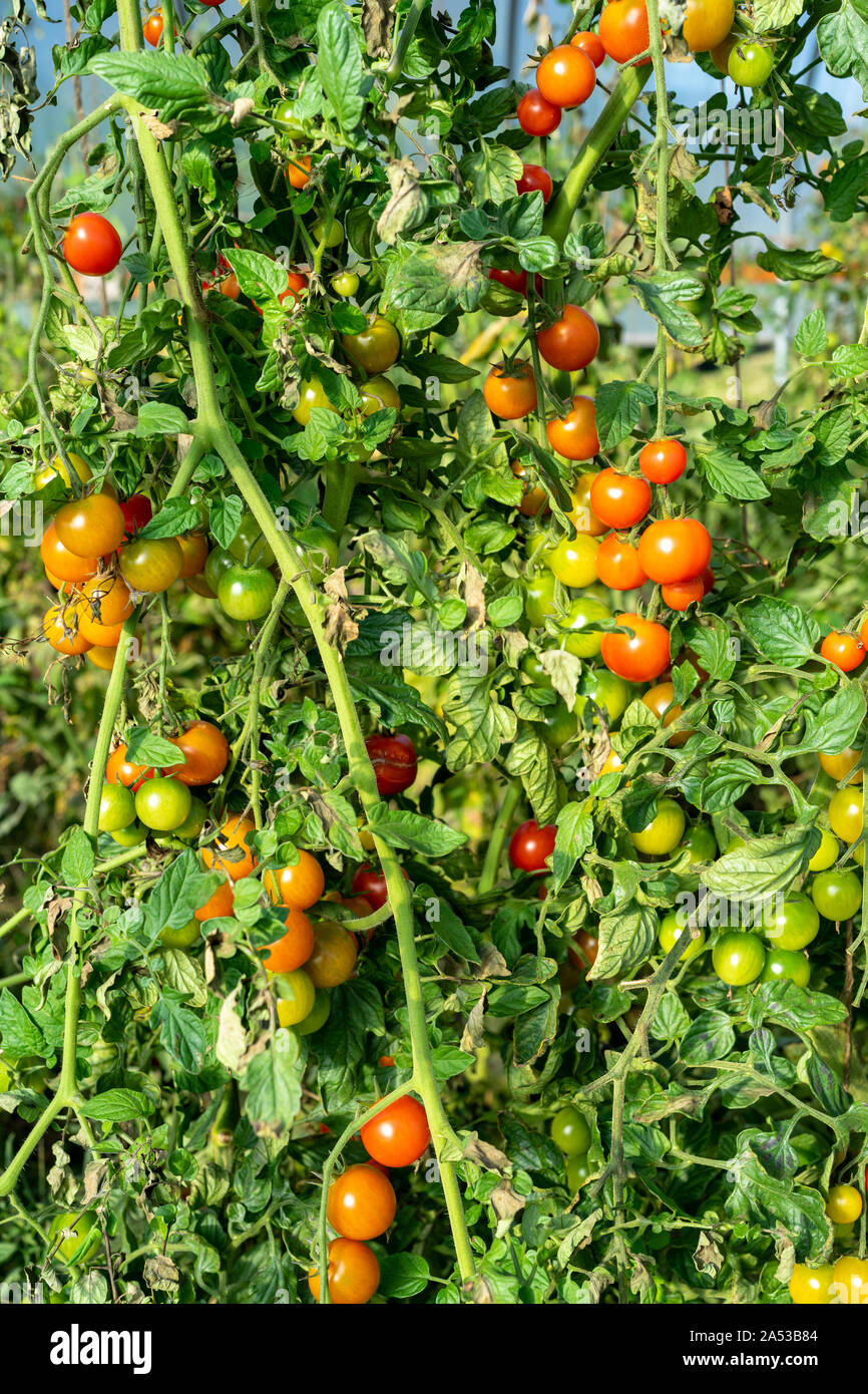 Heirloom colorés mûrs tomates biologiques sur la vigne Banque D'Images