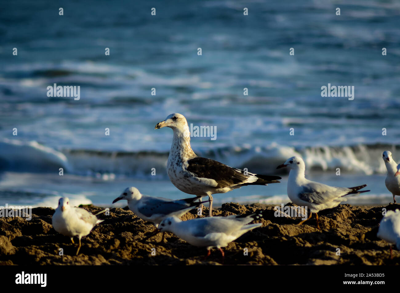 Groupe de mouettes dans leur habitat voler sur la plage de sable avec vue sur la mer Banque D'Images