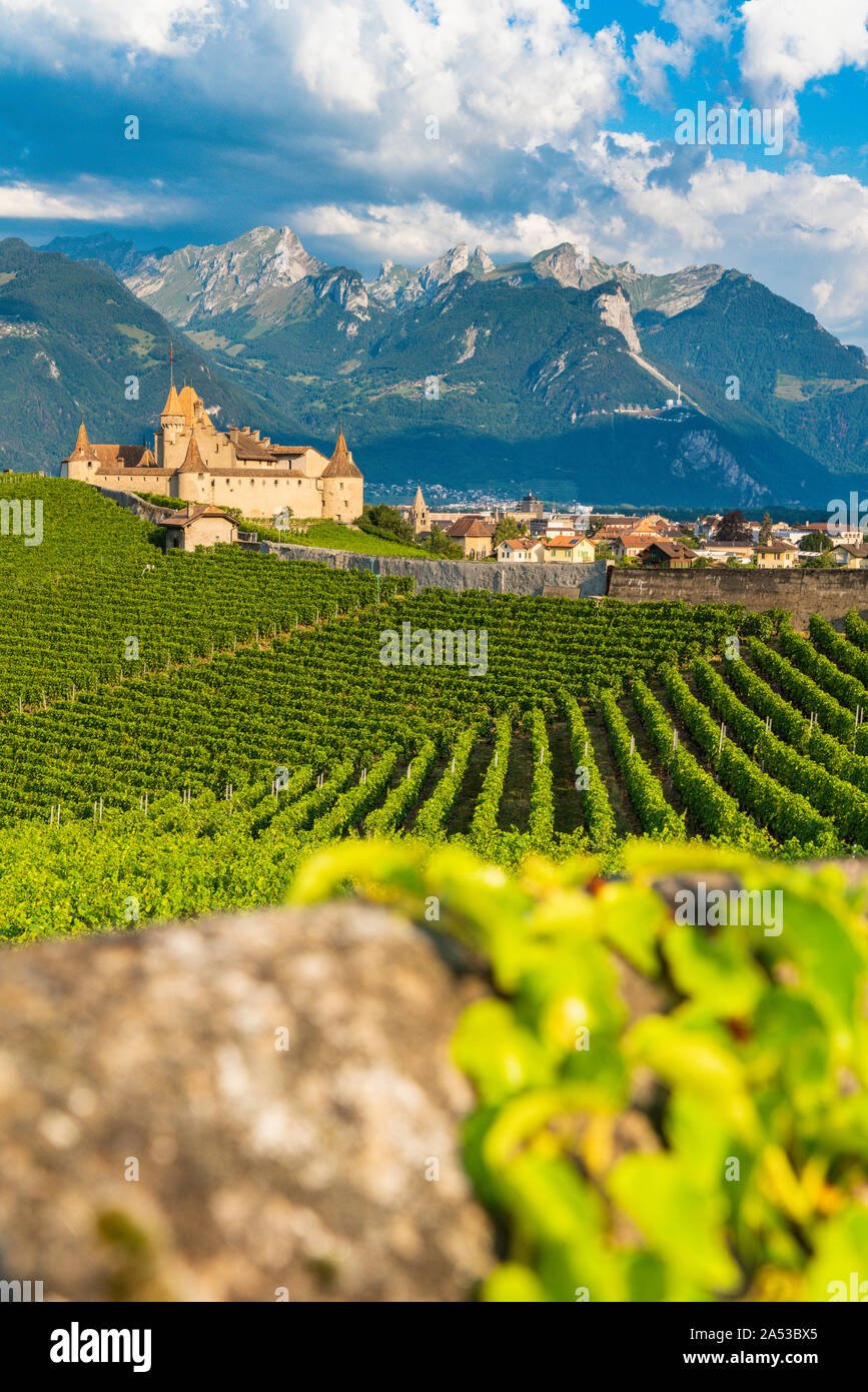 Rangées de vignes qui entourent le château d'Aigle, canton de Vaud, Suisse Banque D'Images