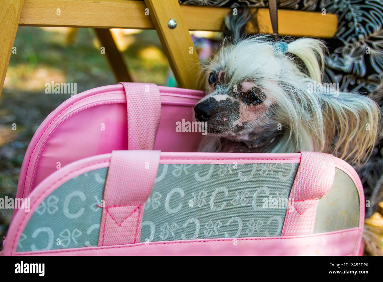 KHARKIV, UKRAINE - 6 août 2017 : petit chien décoratif dans un sac de femme Banque D'Images