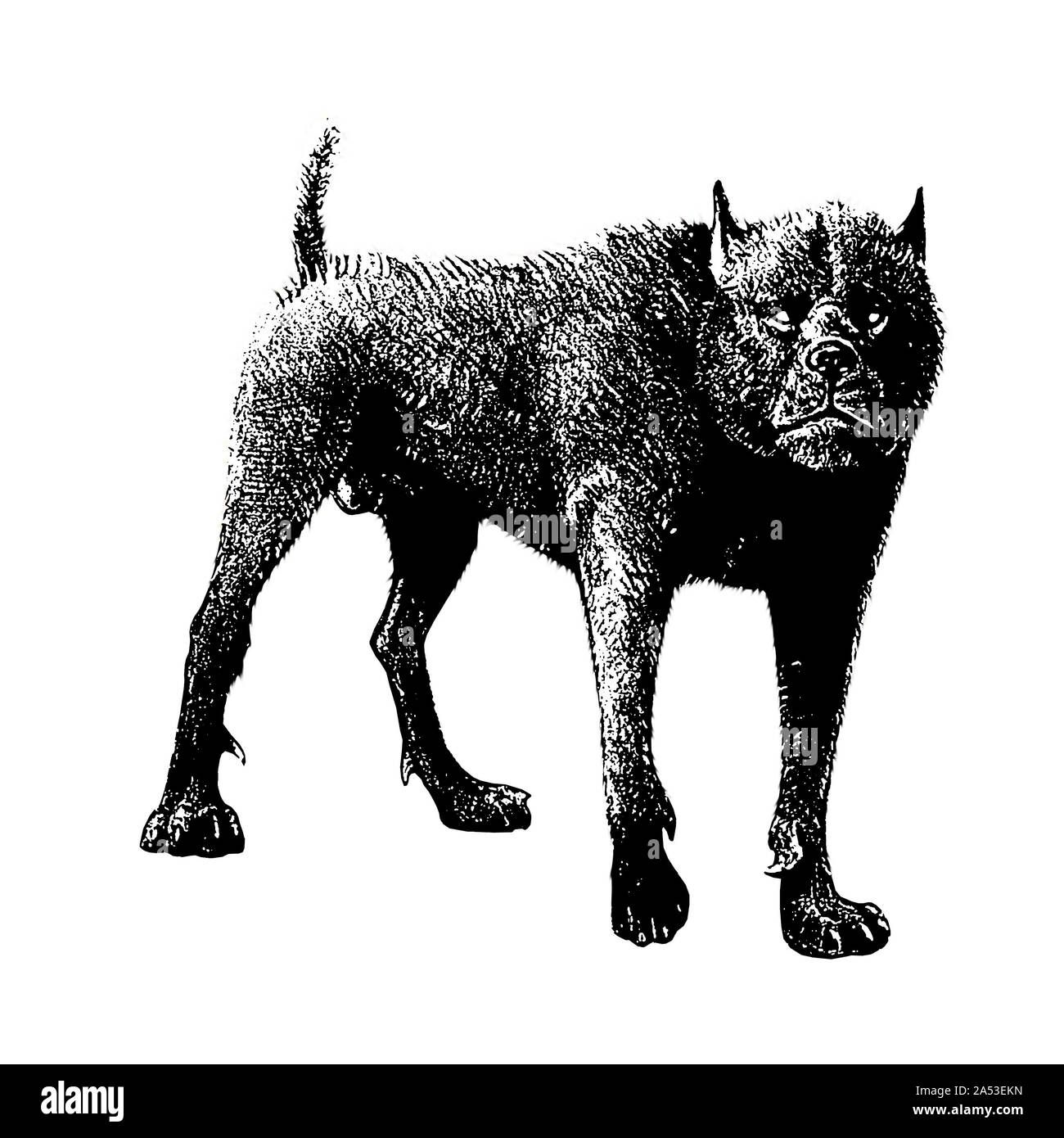 Monster dog illustration. Fantasy hound dessin. Banque D'Images