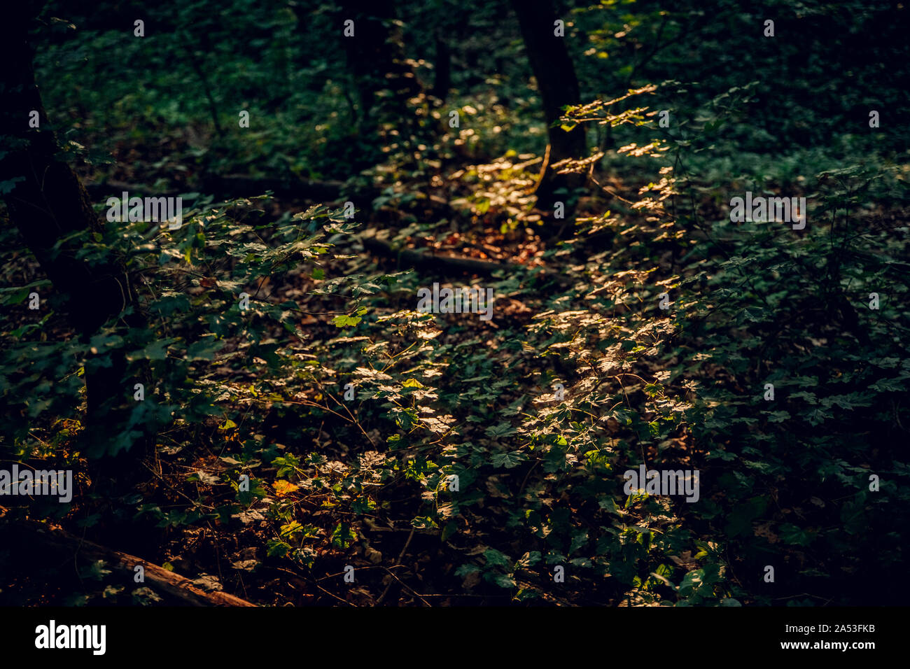 Paysage de forêt. Avec la lumière naturelle du soleil et rayons de soleil à travers les bois des arbres dans la forêt de l'été. Belle vue panoramique. L'objectif réel naturel Banque D'Images