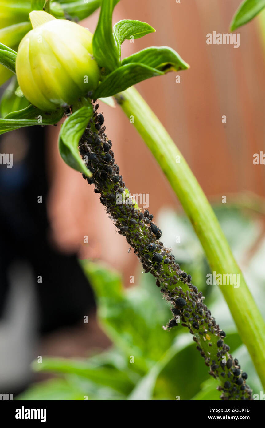Puceron noir de la Fève ou simulies Aphis fabae indiqué sur tige de plante dahlia Banque D'Images