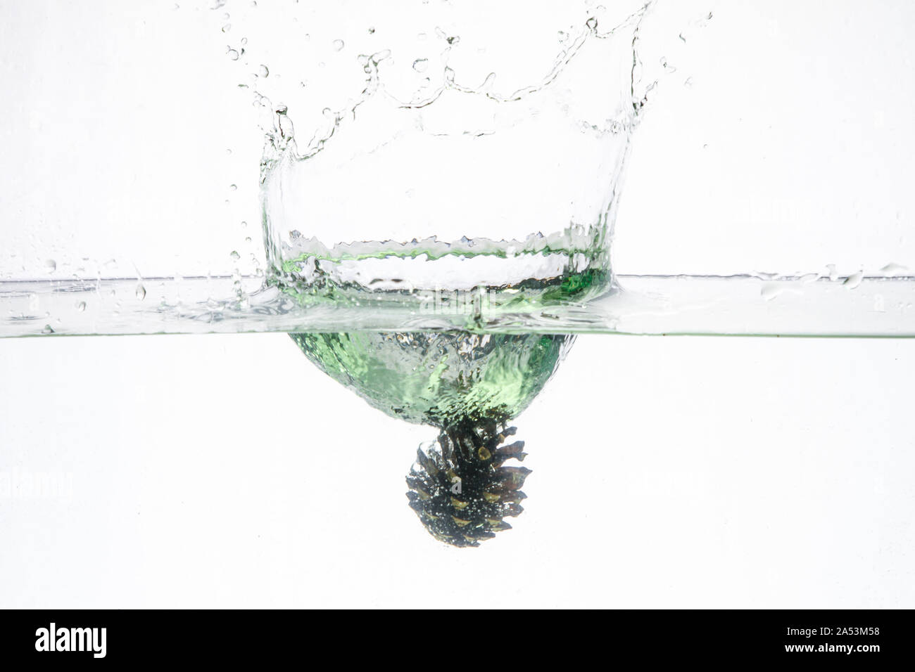 Water Splash Photographie : une chute des cônes de conifères dans l'eau créant un grand splash sur un fond blanc Banque D'Images