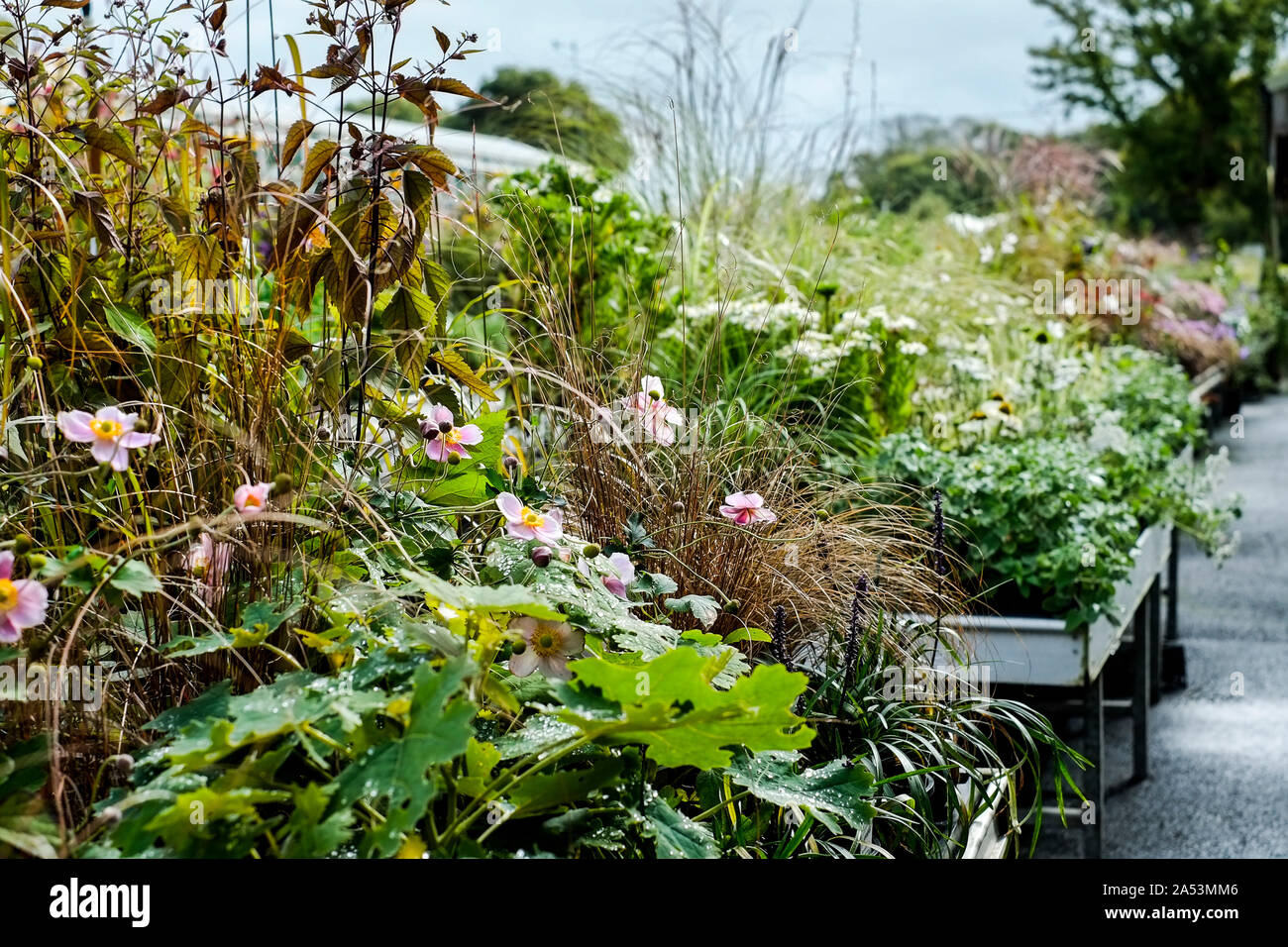 Affiche les plantes dans un centre jardin pépinière. Banque D'Images