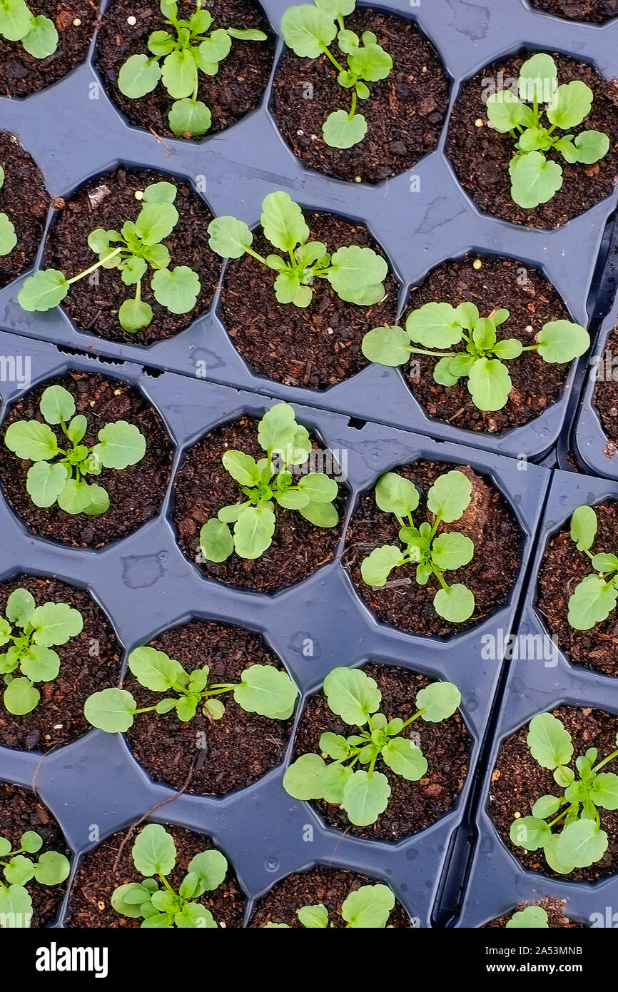 Une vue de dessus des plantules poussant dans des bacs en plastique dans un "centre de jardin. Banque D'Images