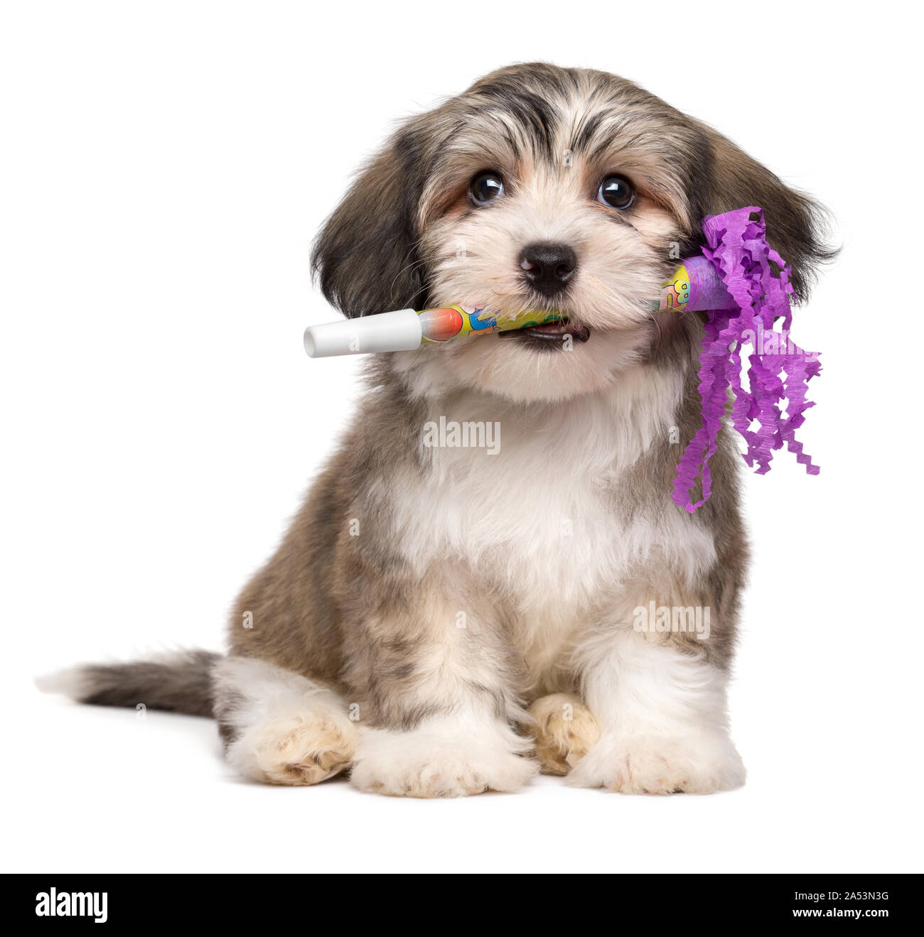 Cute Havanese puppy dog est titulaire d'un réveillon du Nouvel An trompette dans sa bouche - isolé sur fond blanc Banque D'Images