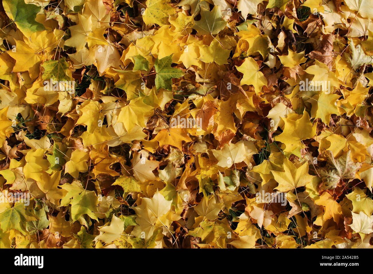 Les feuilles d'automne dans l'herbe background Banque D'Images