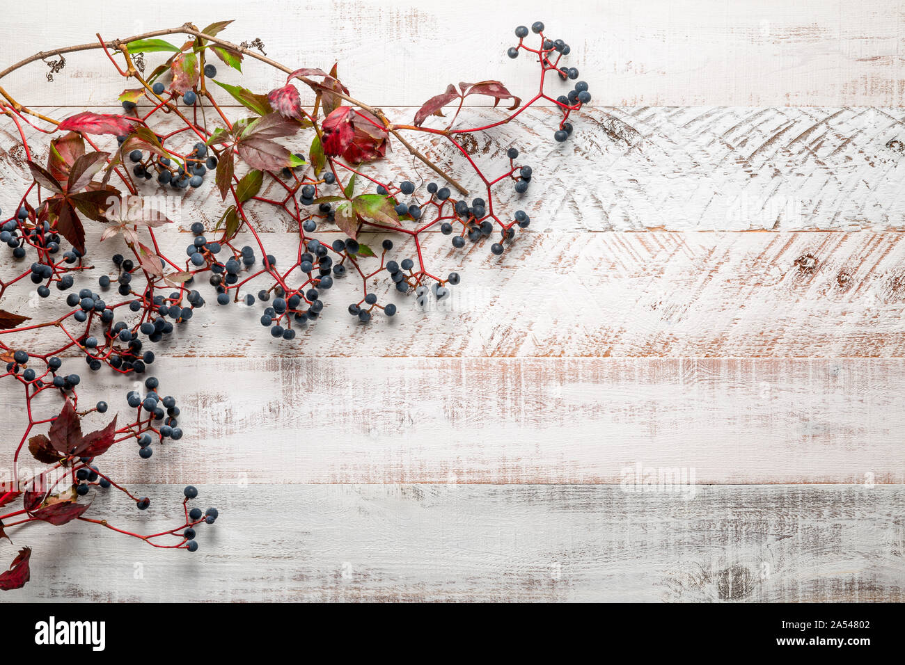 Vignes sur planches en bois blanc rustique Banque D'Images