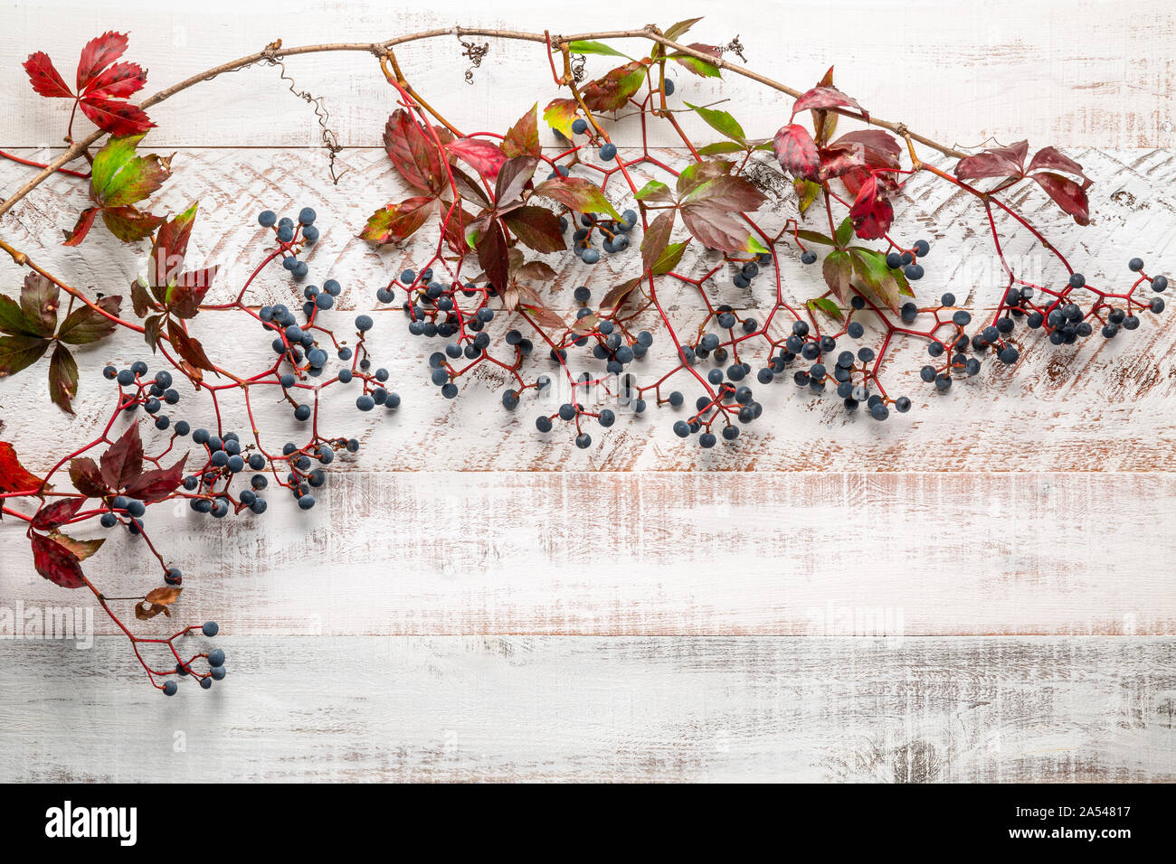 Vignes sur planches en bois blanc rustique Banque D'Images