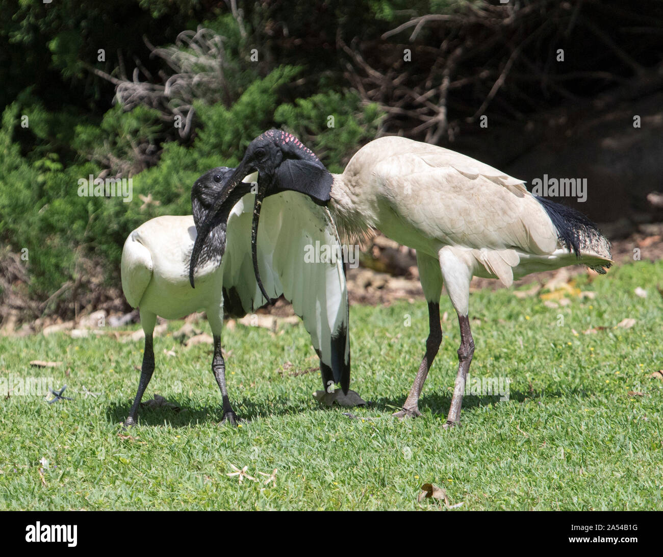 Australian white ibis Threskiornis sur moluques pelouse du Parc de la ville avec l'aile naissante d'alimentation & bill tendue vers le bas de la gorge des parents d'accéder à la nourriture Banque D'Images