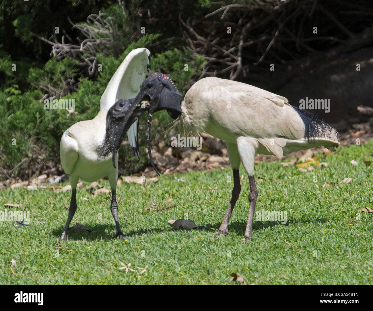 Australian white ibis Threskiornis sur moluques pelouse du Parc de la ville avec l'aile naissante d'alimentation & bill tendue vers le bas de la gorge des parents d'accéder à la nourriture Banque D'Images