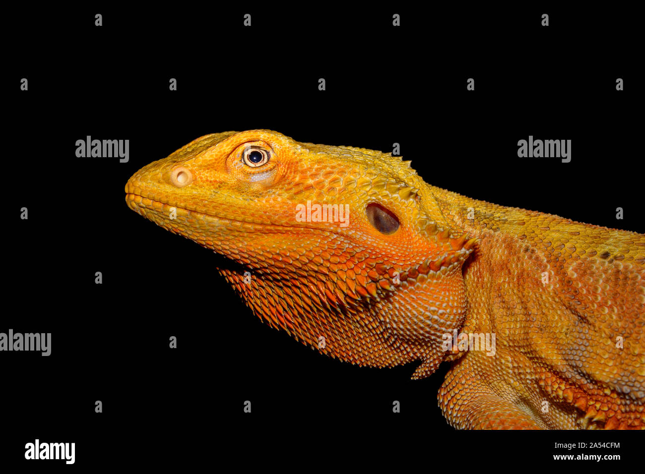 Orange, grand dragon barbu (pagona) sur fond noir. Profil du dirigeant et 'barbe' Banque D'Images