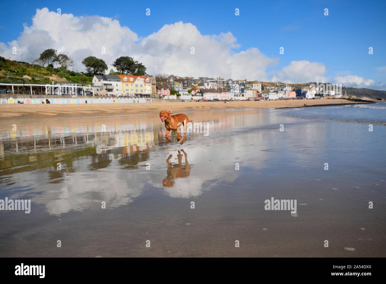 Plage de sable à Lyme Regis, dans le Dorset durant la marée basse Banque D'Images