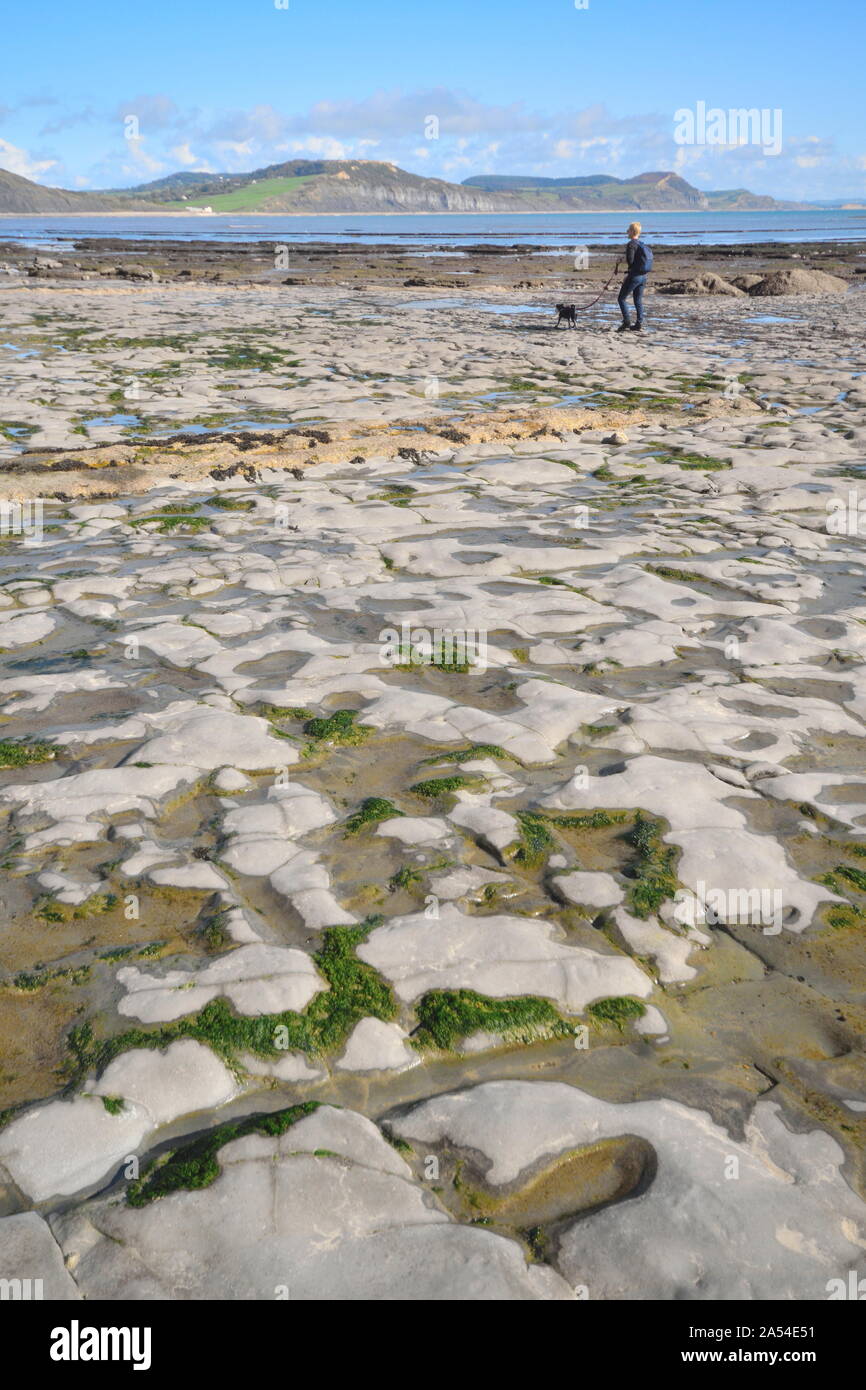 Plage de rochers à proximité de Charmouth, Dorset sur la côte jurassique à marée basse Banque D'Images