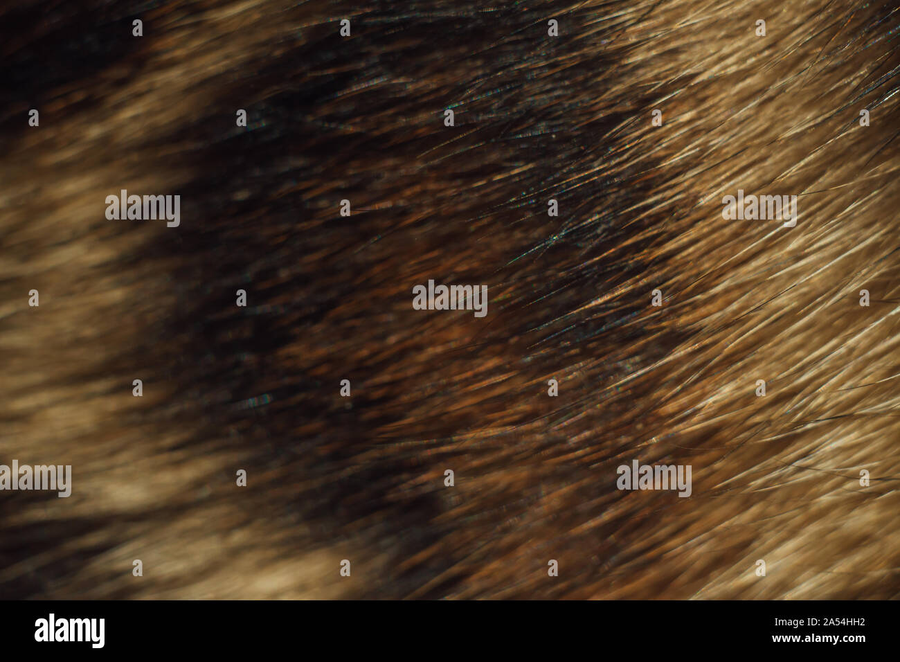 Close up leopard texture de fourrure. Fourrure Spoted Banque D'Images