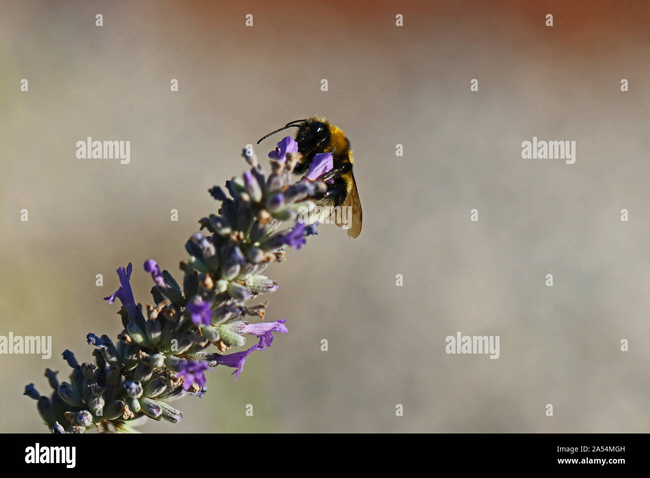 Le cerf de bourdon bourdon Bombus lucorum ou Latin similaire à Bombus terrestris famille apidae se nourrissant d'un buisson de lavande en été en Italie Banque D'Images