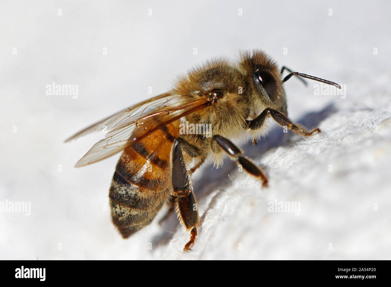 Abeille à miel ou abeille ouvrière gros plan extrême de l'Apis mellifera de ramper sur un linge blanc en Italie au printemps Banque D'Images