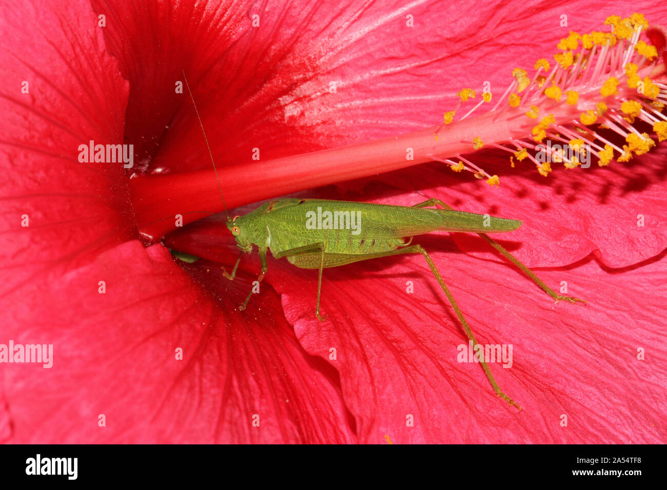 Grand mâle green bush cricket ou katydid tettigonia viridissima Latine sur un hibiscus hawaïen ou chinoise rouge malva sinensis ou mauve rose shoeblack Banque D'Images