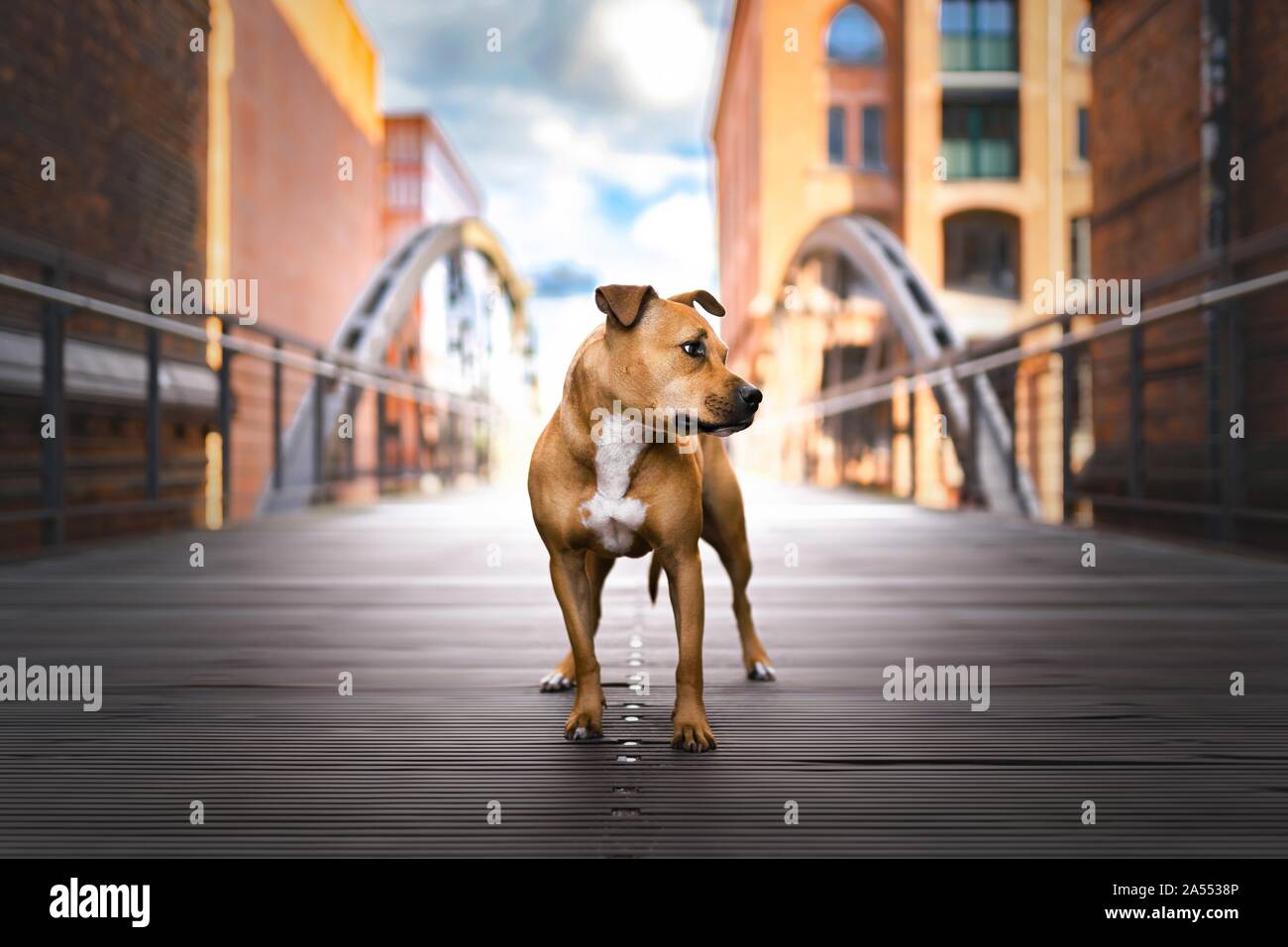 L'article American Pit Bull Terrier Banque D'Images