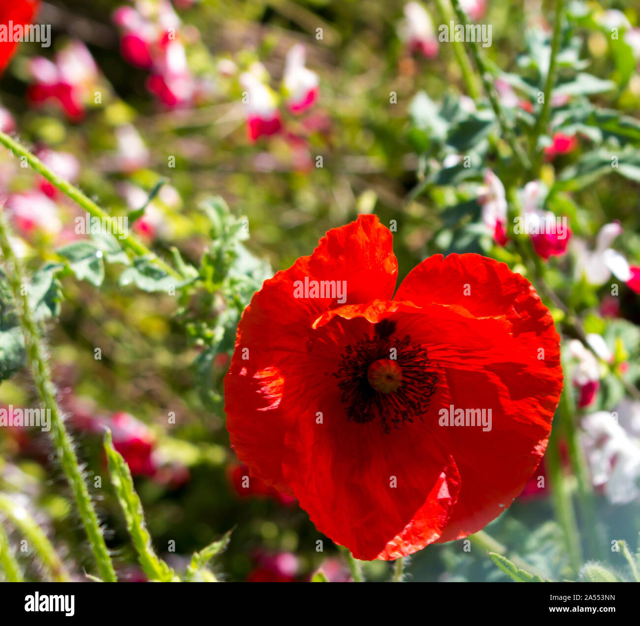 Pavot d'Orient (Papaver orientale), Ranunculales Famille : Papaveraceae, genre. Papaver, une plante à fleurs vivaces avec double dentelle Pétales rouges. Banque D'Images