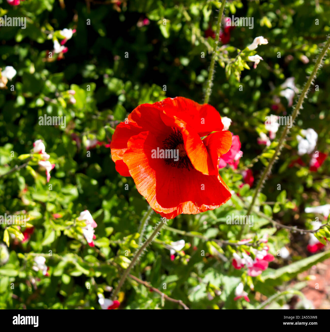 Pavot d'Orient (Papaver orientale), Ranunculales Famille : Papaveraceae, genre. Papaver, une plante à fleurs vivaces avec double dentelle Pétales rouges. Banque D'Images