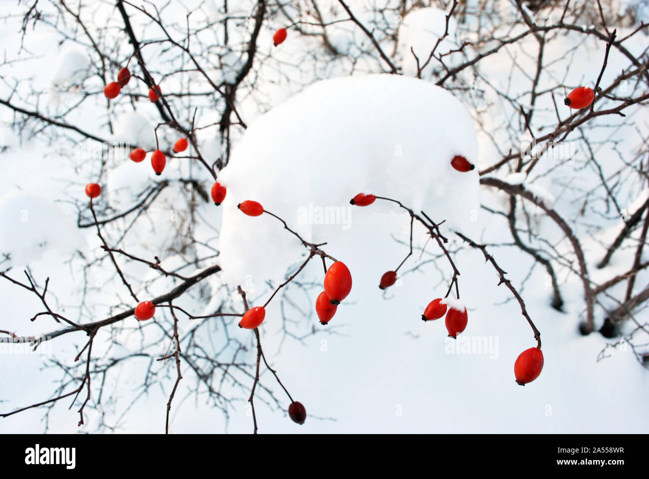 Bush avec les baies roses sauvages couvertes de neige sur l'arrière-plan de neige blanche Banque D'Images