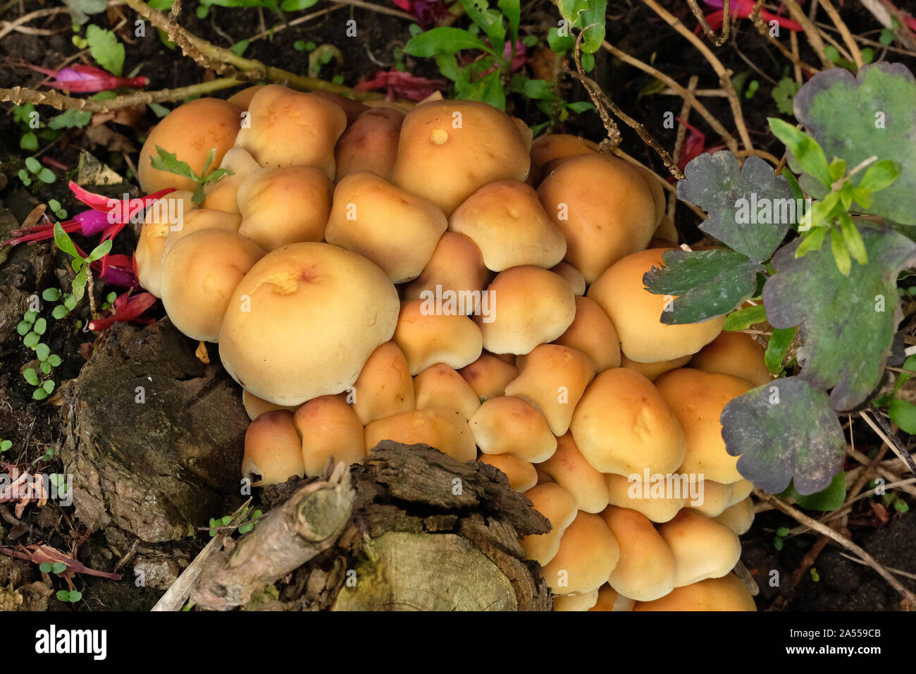Amas de champignon sur la pelouse d'herbe coupée. Banque D'Images