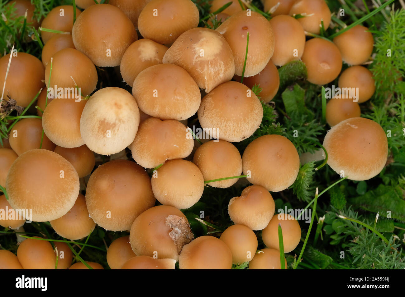 Amas de champignon sur la pelouse d'herbe coupée. Banque D'Images