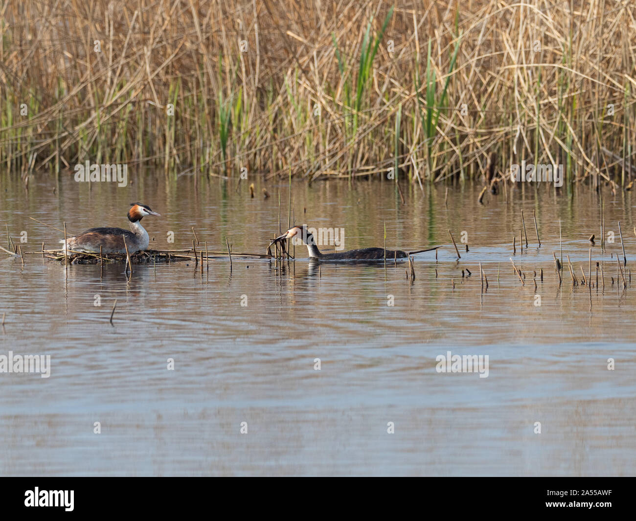 Grèbe huppé Podiceps cristatus, homme avec le matériel du nid dans une roselière intérieure, mur de jambon réserve RSPB, partie de la Marais d'Avalon, Somerset Leve Banque D'Images