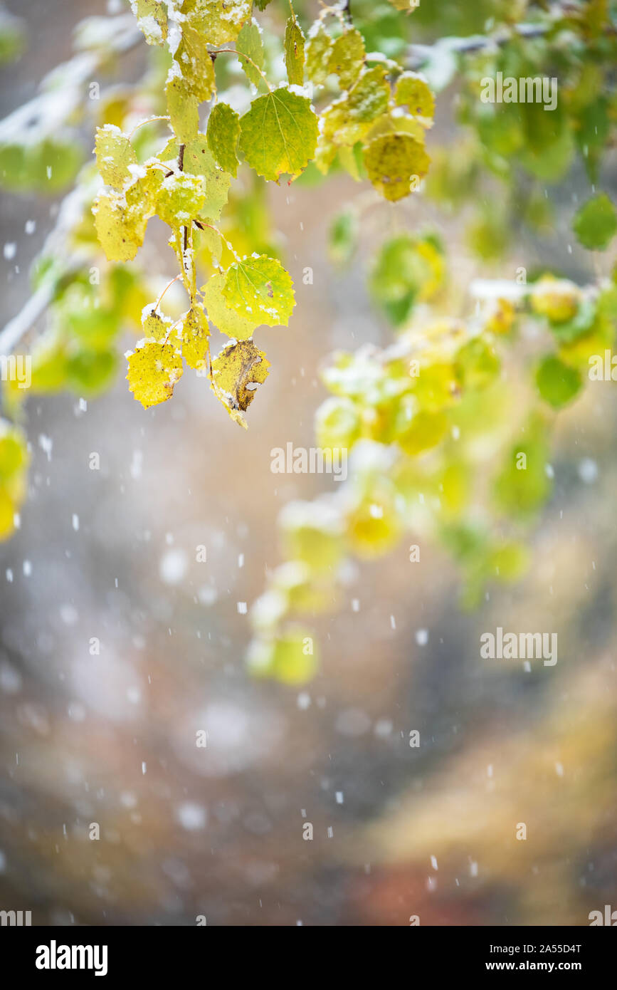 Les feuilles d'automne de tremble (Populus tremula 'Erecta') recouvert de neige, arrière-plan flou avec des chutes de neige Banque D'Images
