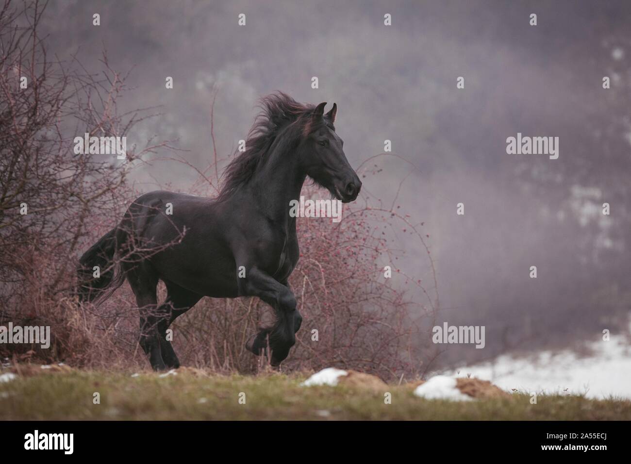 Le galop cheval Frison Banque D'Images