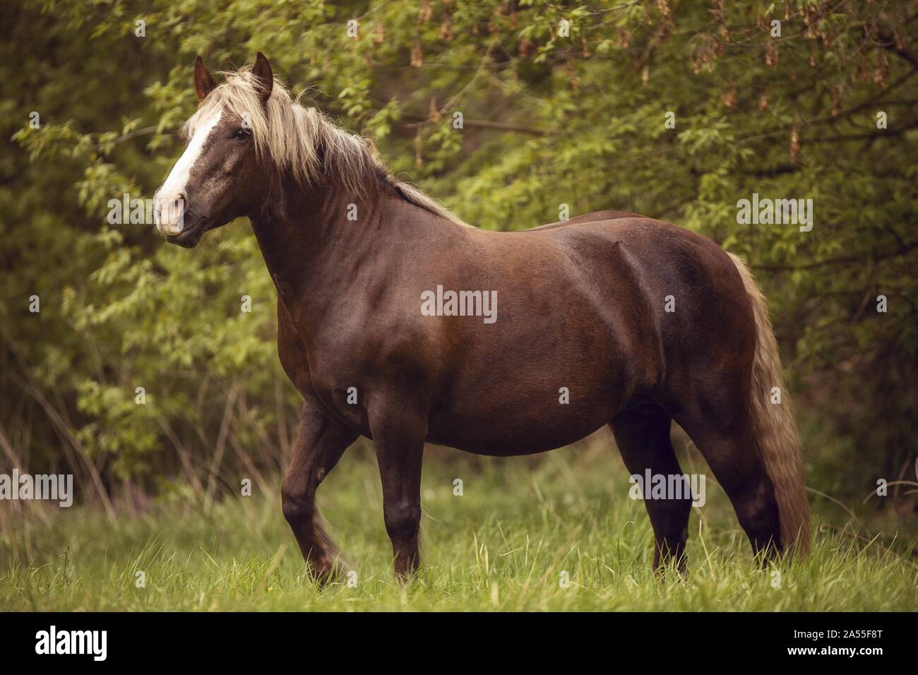 Randonnée cheval Forêt Noire Banque D'Images