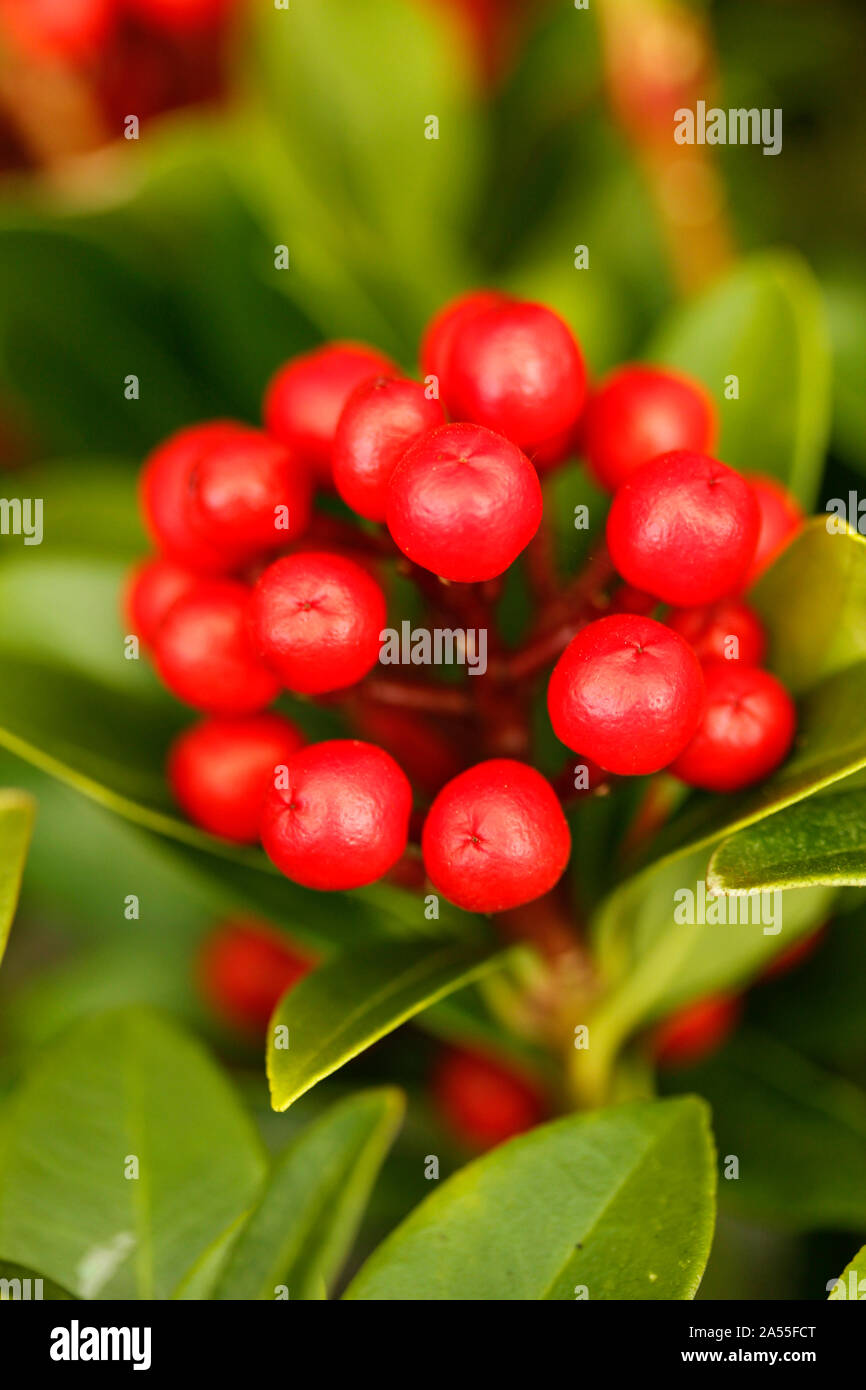 Baies d'hiver rouge. Skimmia japonica Banque D'Images