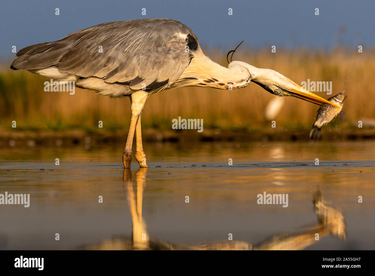 Héron cendré Ardea cinerea, avoir un poisson dans son bec, le parc national Kiskunság, Hongrie Banque D'Images