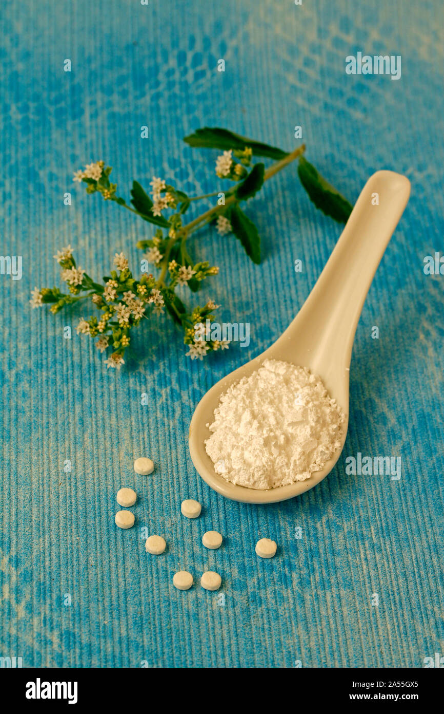 Sweet plante. Le Stevia rebaudiana. Banque D'Images