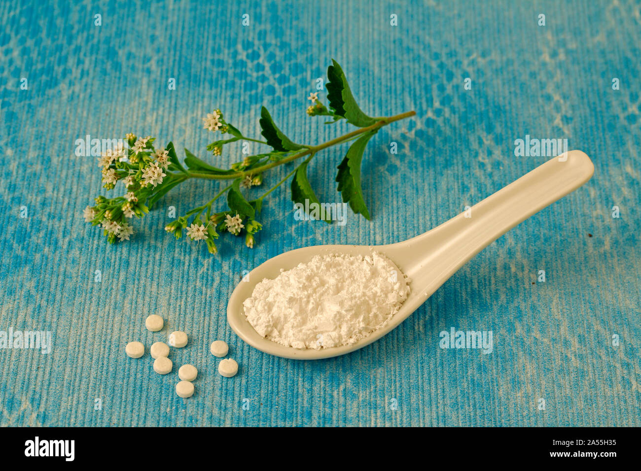 Sweet plante. Le Stevia rebaudiana. Banque D'Images