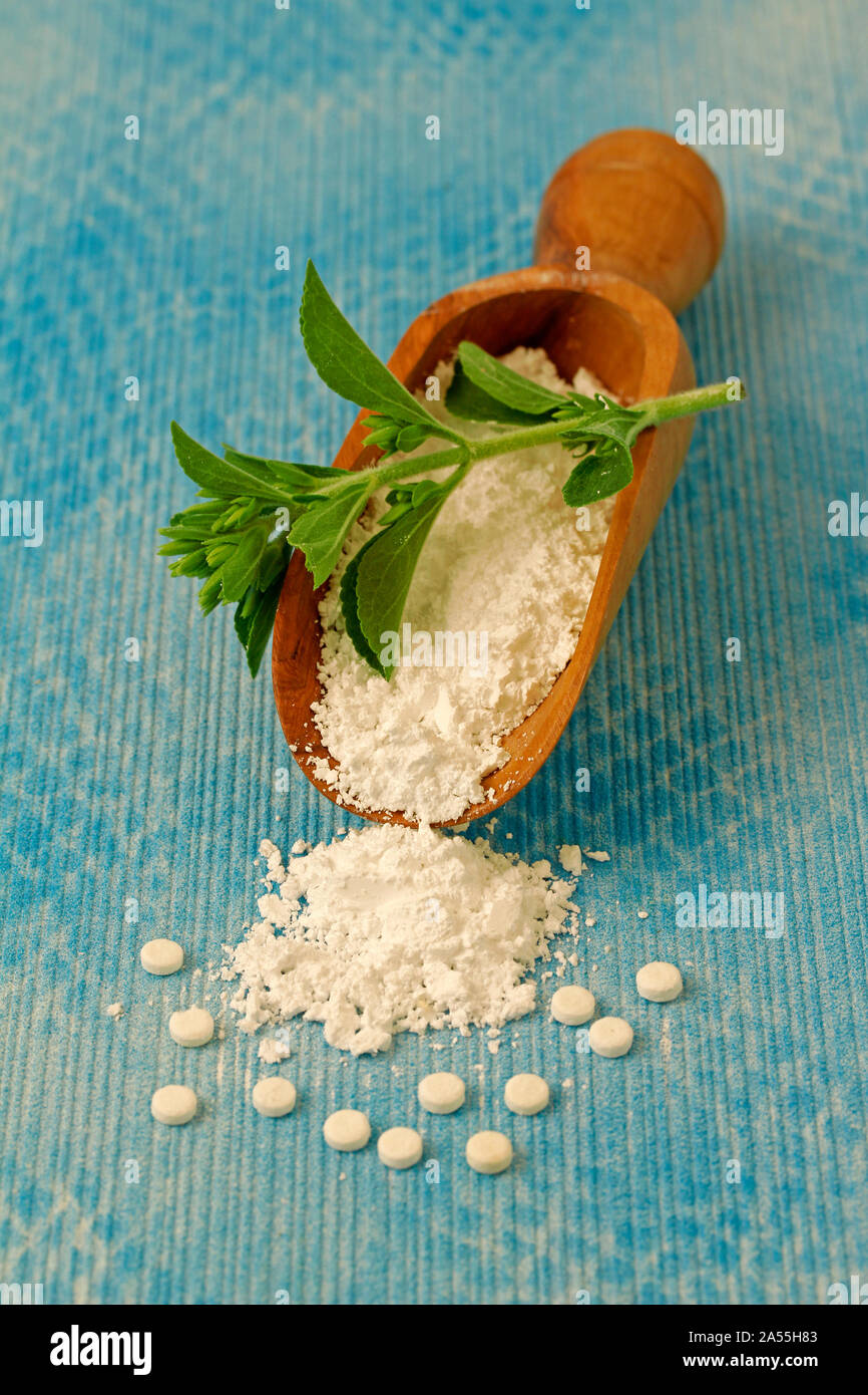 Sweet plante. Le Stevia rebaudiana. Banque D'Images