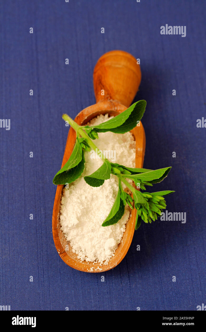 Sweet plante. Le Stevia rebaudiana. Banque D'Images