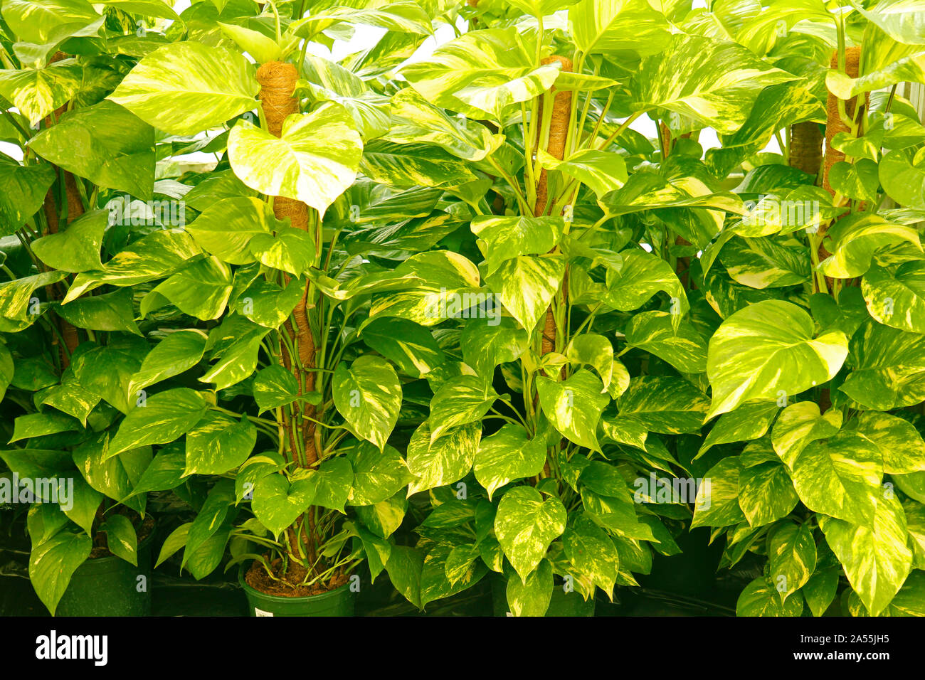 Vigne en argent. Epipremnum aureum Pothos. Banque D'Images