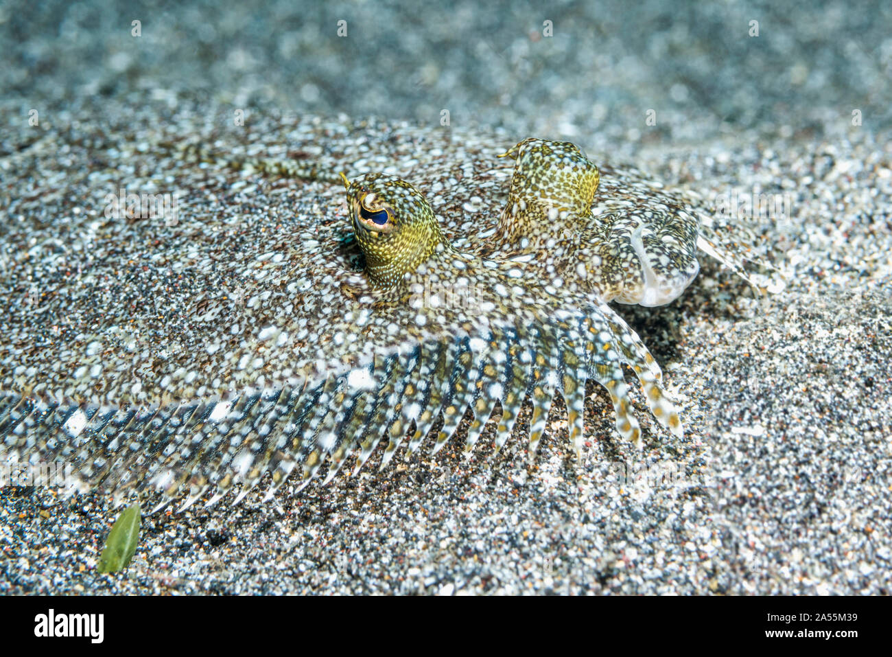 [Bothus pantherinus Leopard jaune] camouflé sur le sable. Nord de Sulawesi, en Indonésie. Banque D'Images