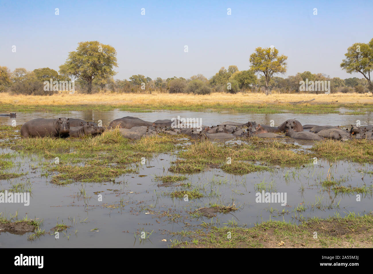 Troupeau d'hippopotames Banque D'Images