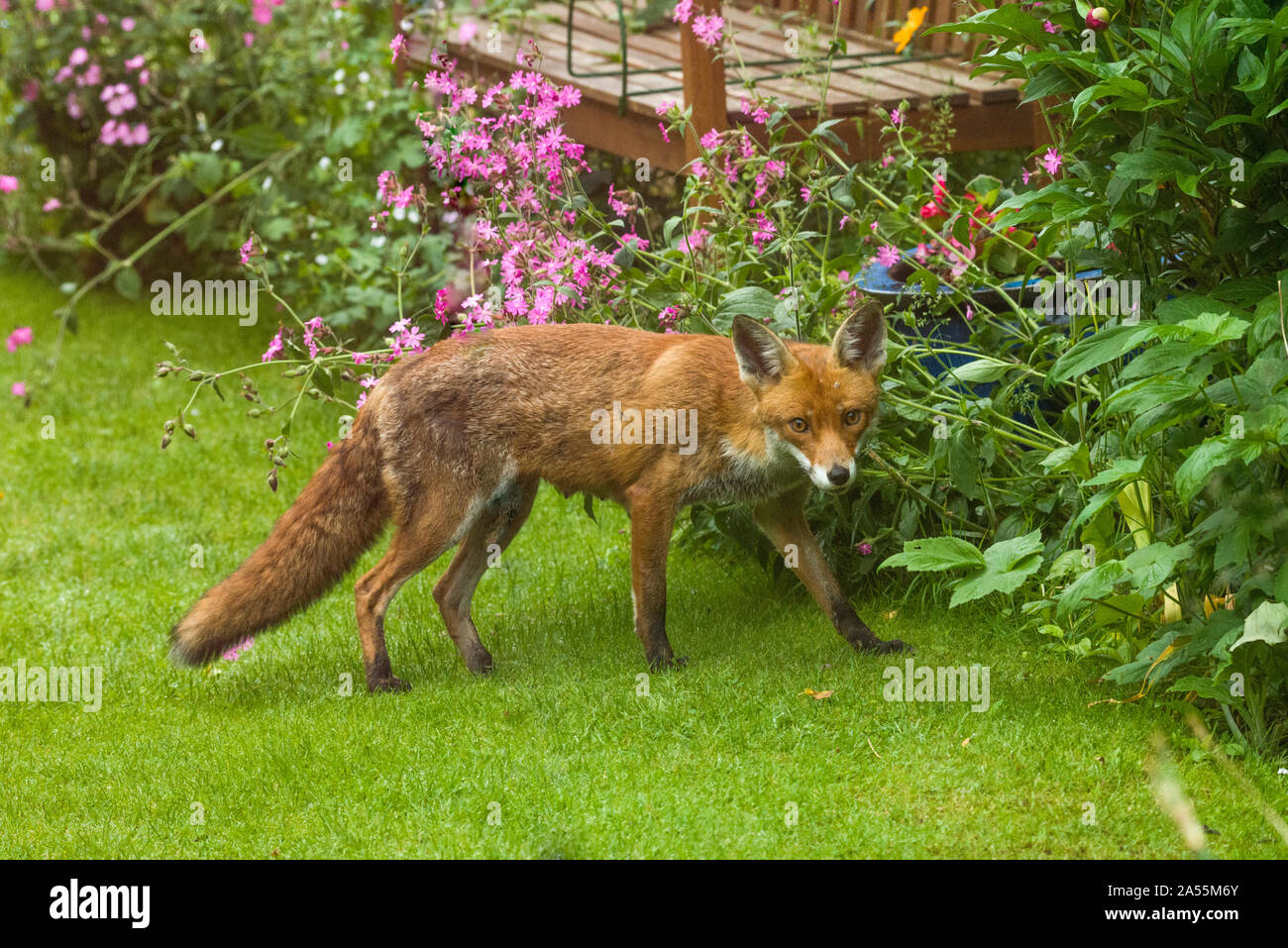 Le Renard roux Vulpes vulpes] [vixen dans jardin avec Red campion Silene [dioca]. Londres, Royaume-Uni. Banque D'Images