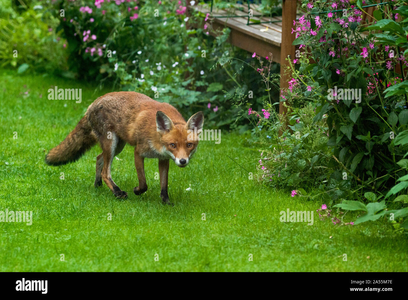 Le Renard roux Vulpes vulpes] [vixen dans jardin. Londres, Royaume-Uni. Banque D'Images