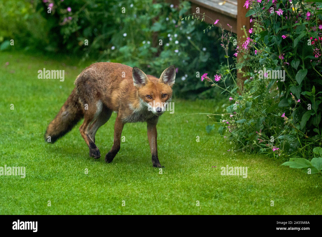 Le Renard roux Vulpes vulpes] [vixen dans jardin. Londres, Royaume-Uni. Banque D'Images