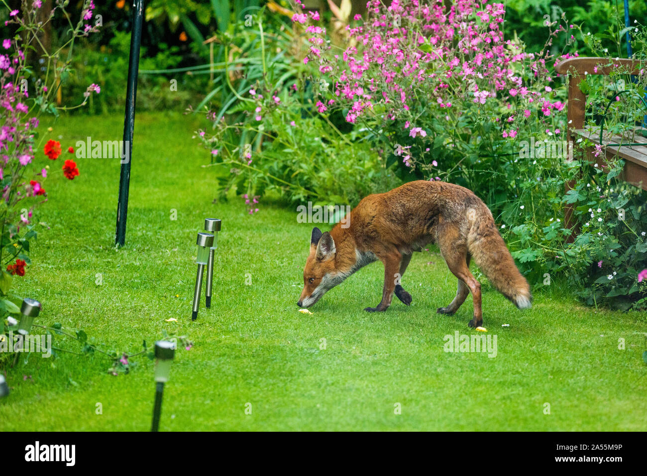 Le Renard roux Vulpes vulpes] [vixen dans jardin avec Red campion Silene [dioca]. Londres, Royaume-Uni. Banque D'Images