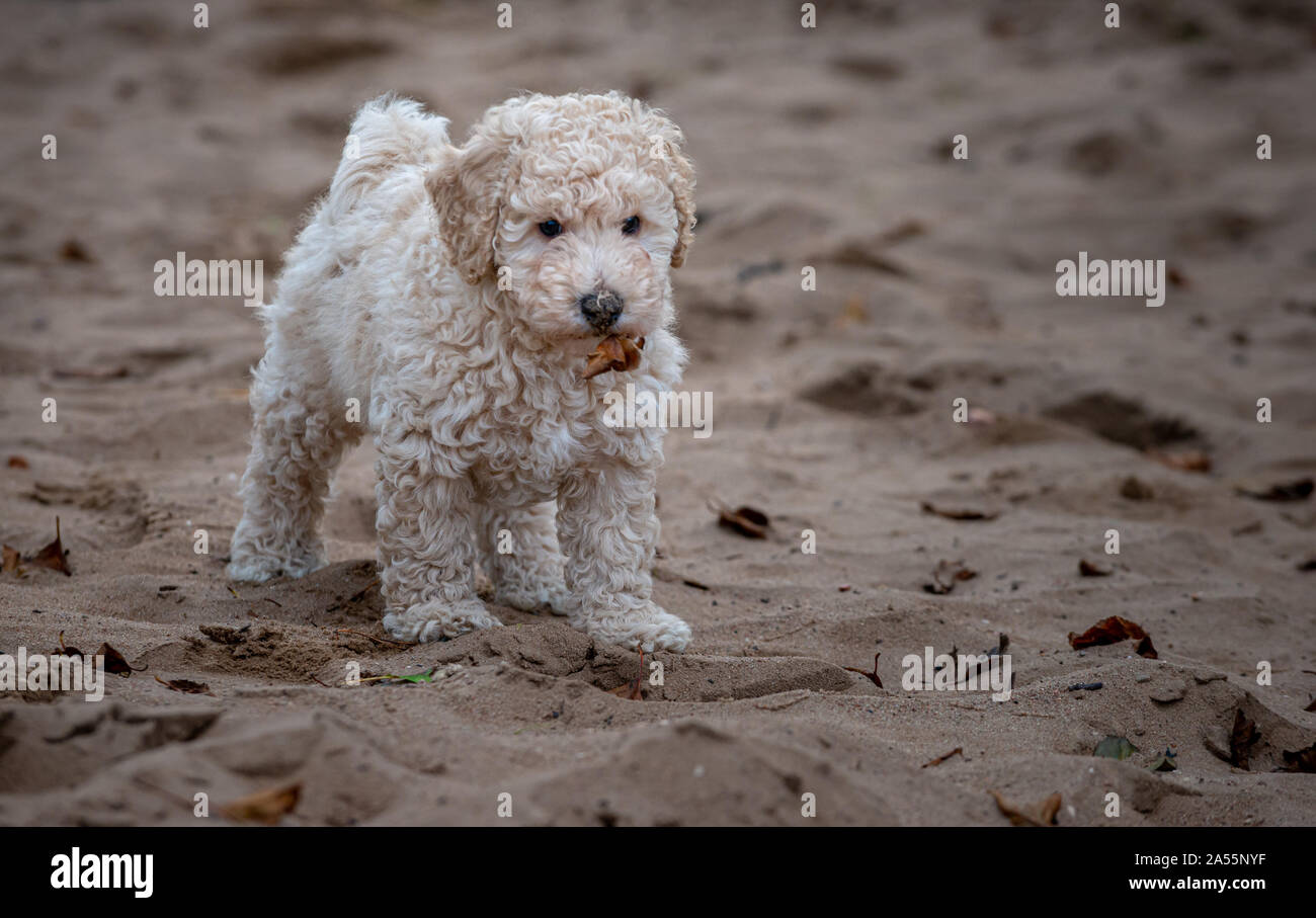 Abricot miniature Poodle Puppy Feuille tient dans sa bouche Banque D'Images