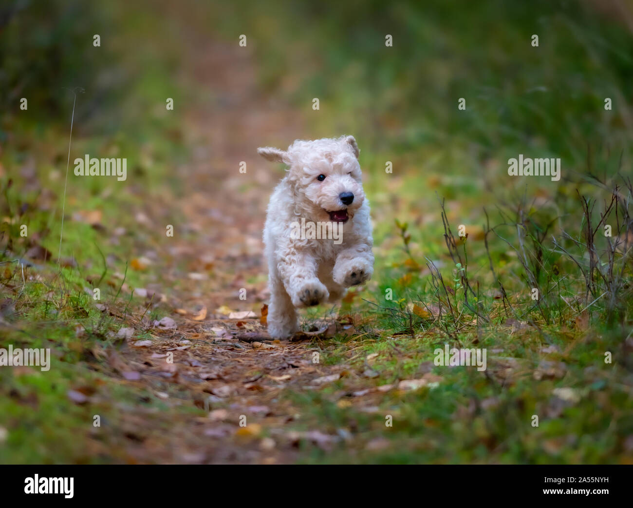 Abricot miniature Poodle Puppy jouer dehors Banque D'Images