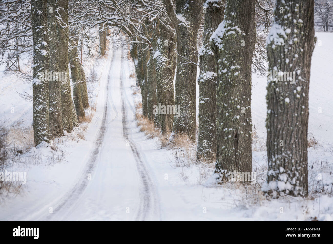 Routes de campagne avec de la neige en hiver, Uppland, Suède, Scandinavie. Banque D'Images